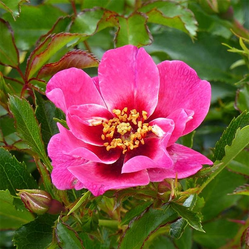 Rosa tappezzante Queen Babylon Eyes (Fioritura)