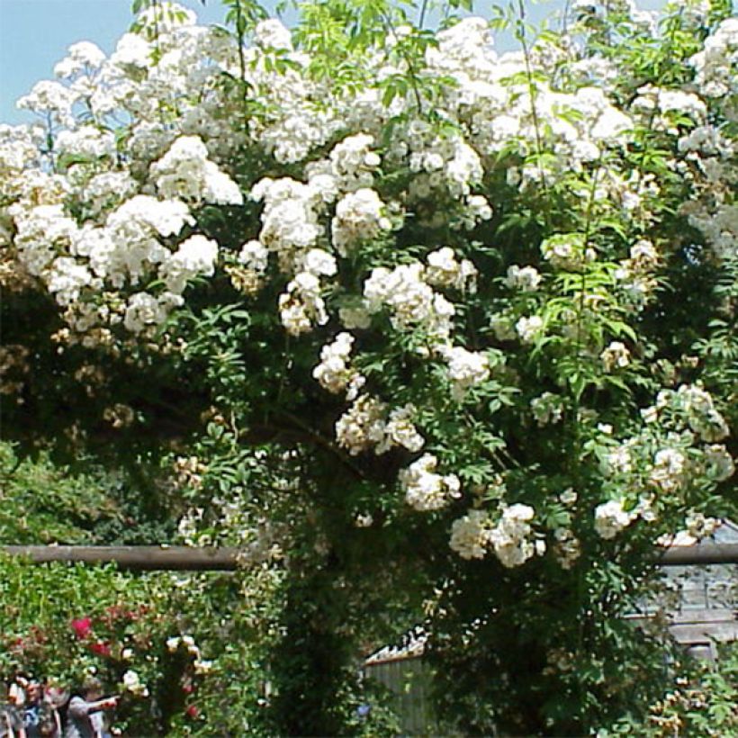 Rosa multiflora Rambling Rector (Fioritura)