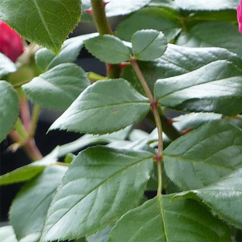 Rosa polyantha Red Leonardo da Vinci (Fogliame)