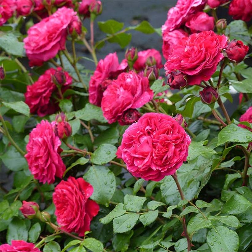 Rosa polyantha Red Leonardo da Vinci (Fioritura)