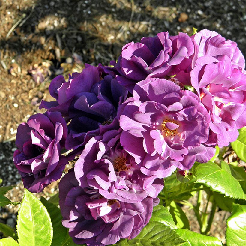 Rosa Floribunda Rhapsody In Blue (Fioritura)