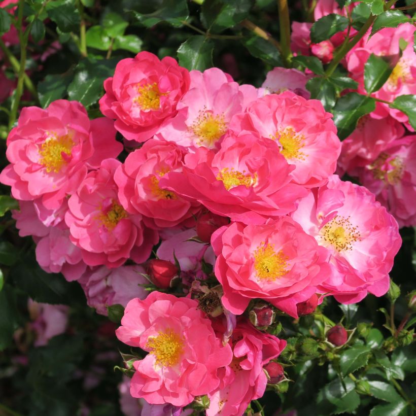 Rosa Rigo Rosen Hotline (Fioritura)