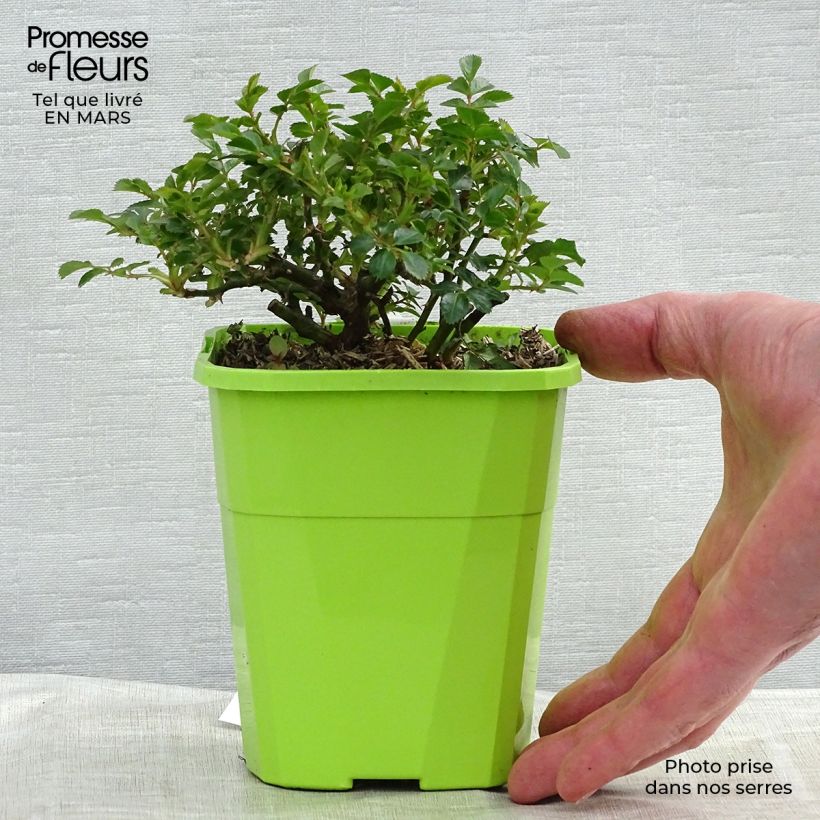 Rosier Sans Contraintes Knirps Pot de 3L./4L. esemplare consegnato in inverno