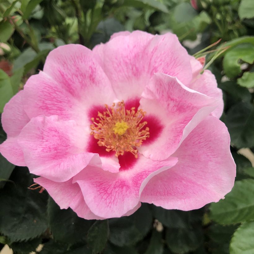 Rosa persica See You In rosé (Fioritura)