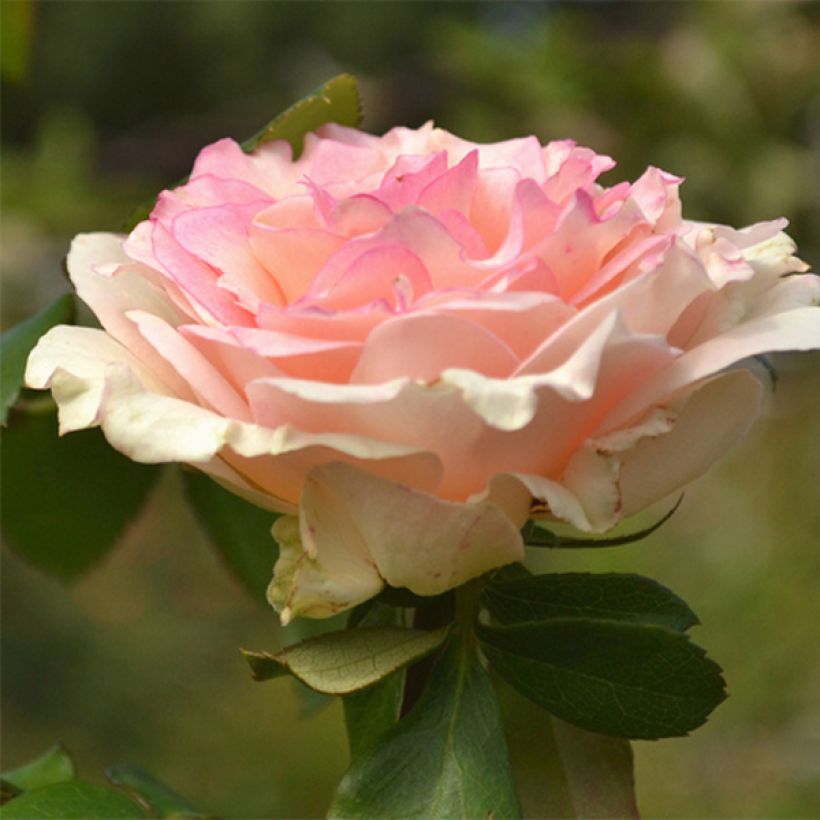 Rosa Souvenir de Baden-Baden - Rose ibrida di tea (Fioritura)