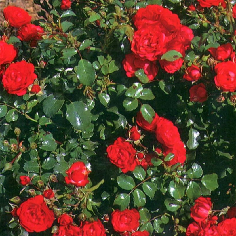 Rosa polyantha Toscana / Gärtnerfreude (Fogliame)