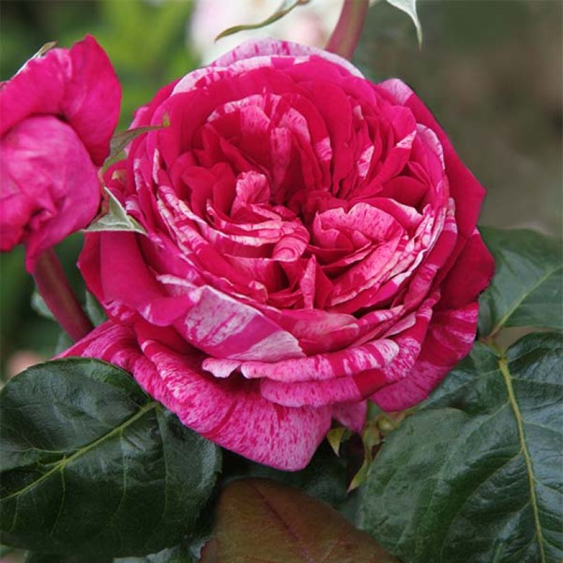 Rosa Crazy Fashion - Rose ibrida di tea (Fioritura)