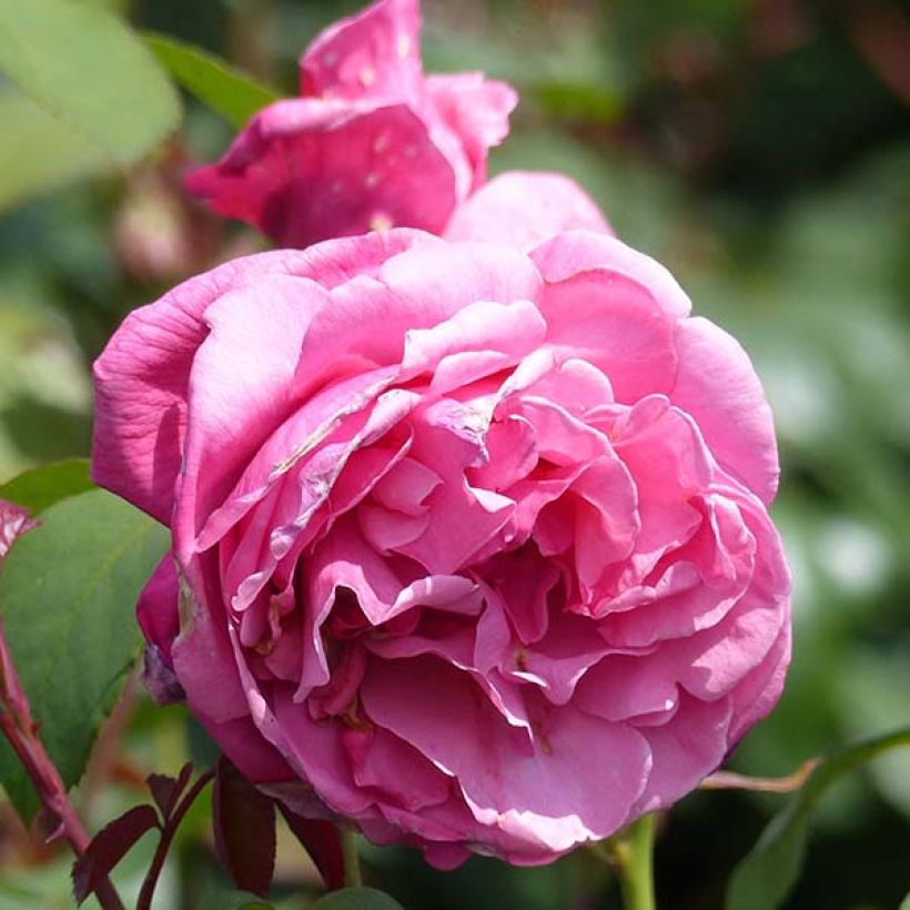 Rosa Line Renaud (Fioritura)