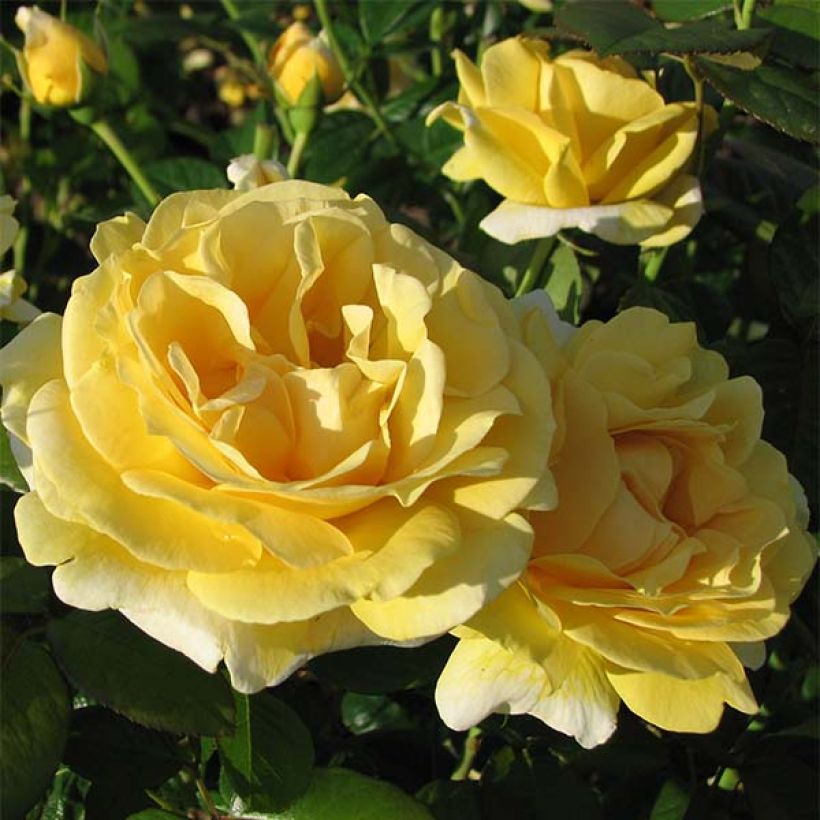 Rosa Michelangelo - Rose ibrida di tea (Fioritura)