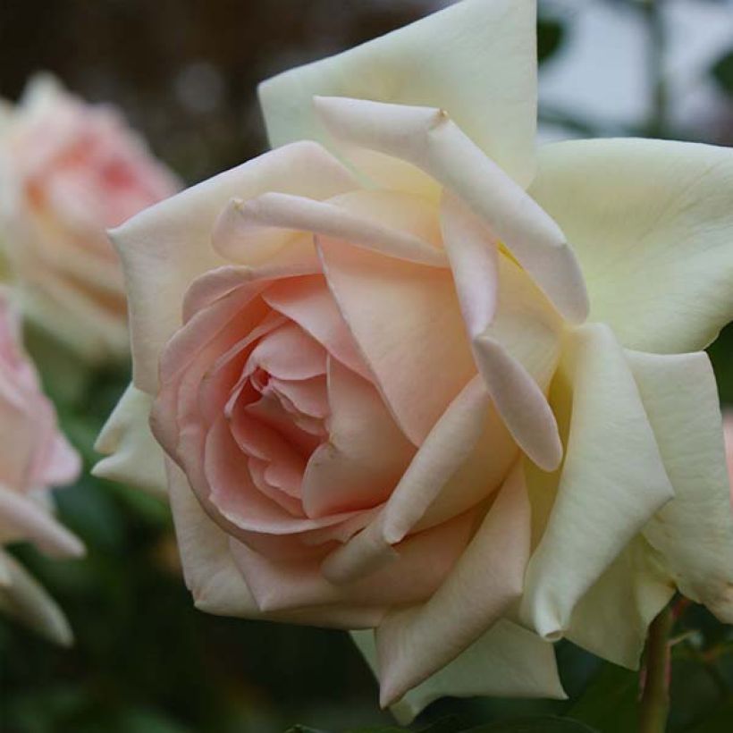 Rosa Prince Jardinier - Rose ibrida di tea (Fioritura)