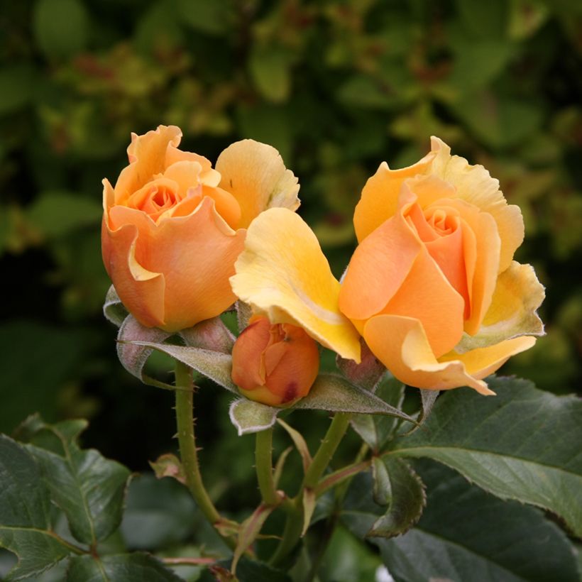 Rosa polyantha Amber Queen (Fioritura)