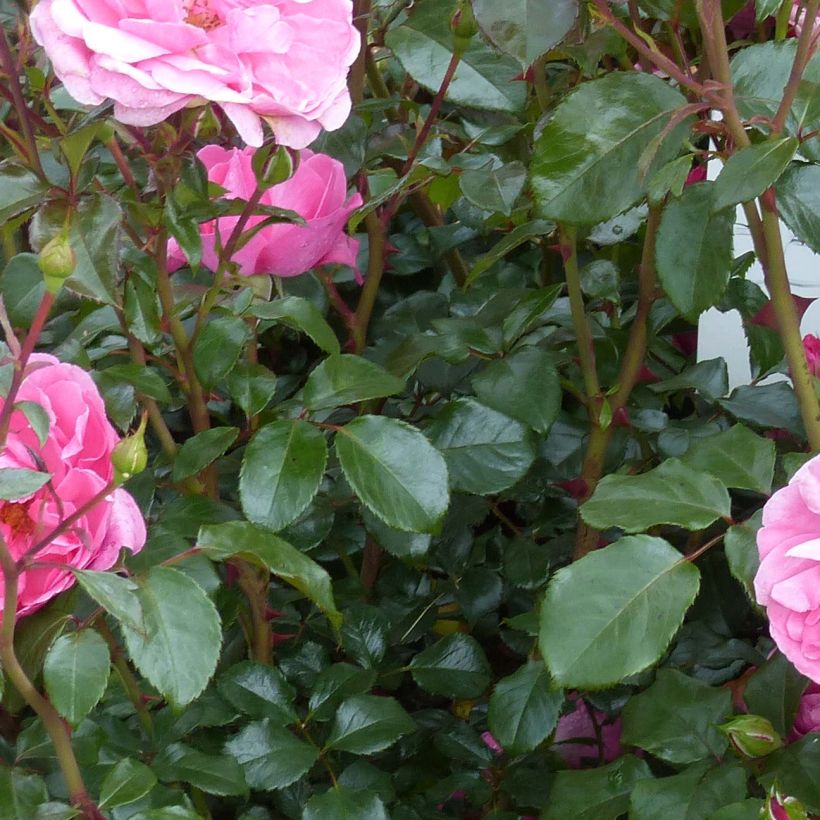 Rosa polyantha Berleburg (Fogliame)