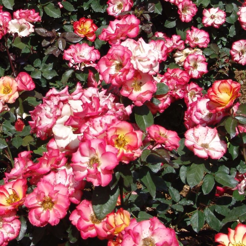 Rosa polyantha Betty Boop (Fioritura)