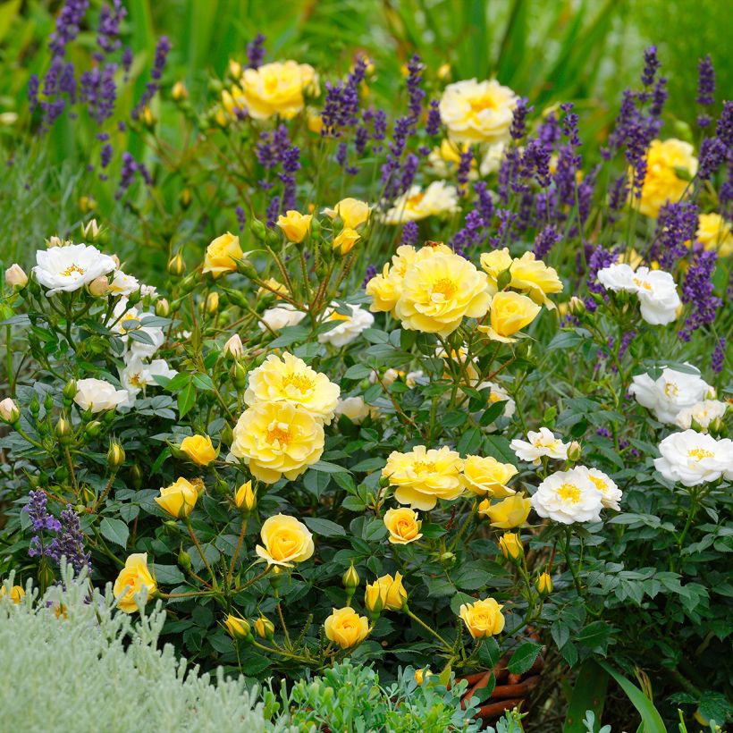 Rosa polyantha Bees Paradise Gelb (Porto)