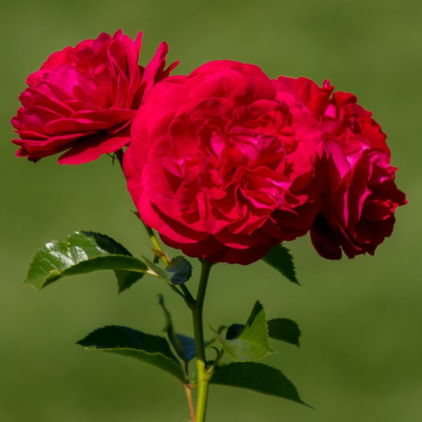 Rosa polyantha Bordeaux 'Korelamba' (Fioritura)