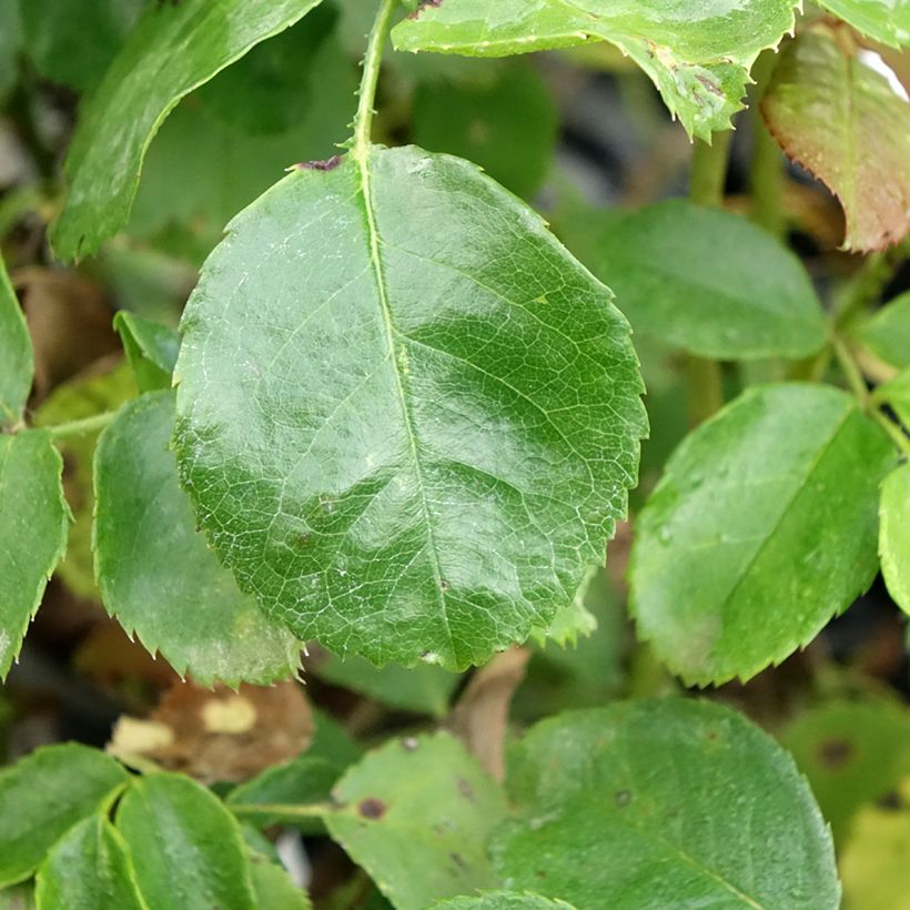 Rosa polyantha Bordeaux 'Korelamba' (Fogliame)