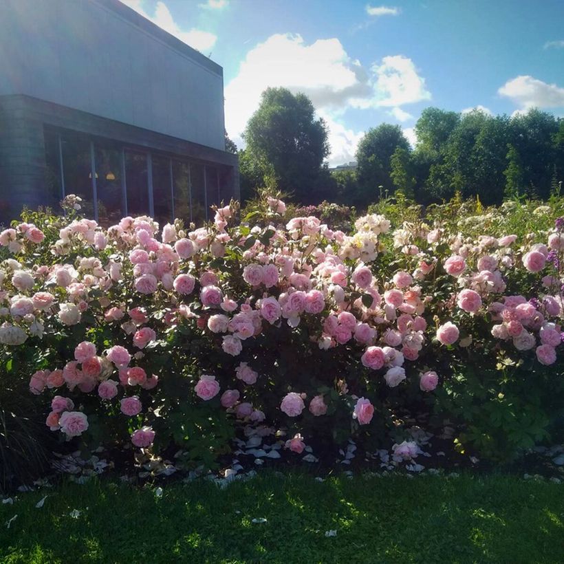 Rosa polyantha Caroline's Heart (Porto)