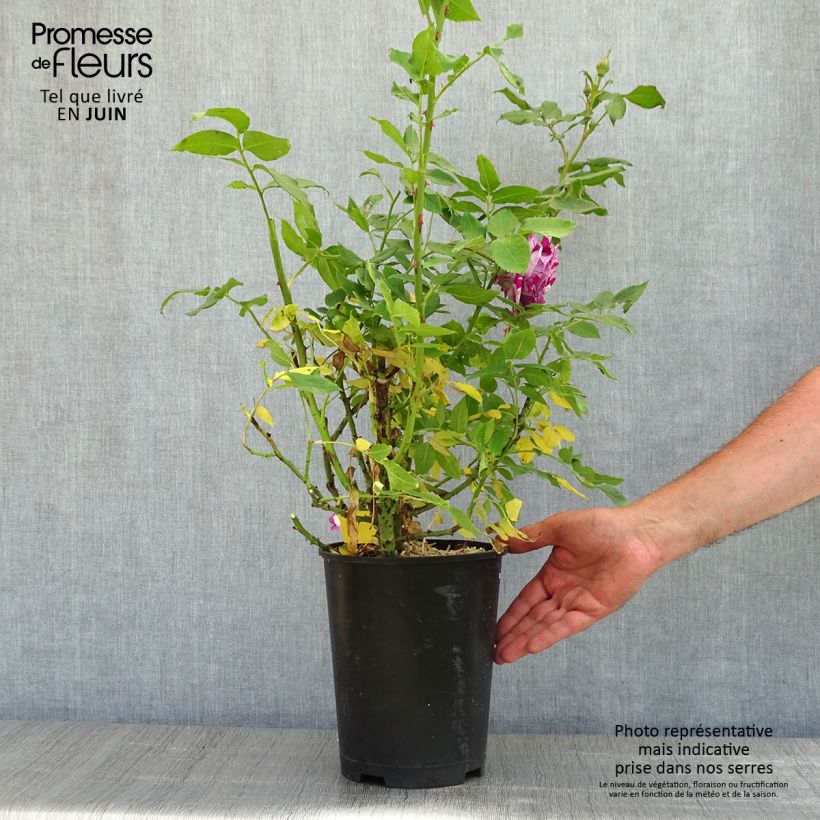 Rosier à fleurs groupées Fizzy Lady - Pot de 4L/5L esemplare consegnato in primavera