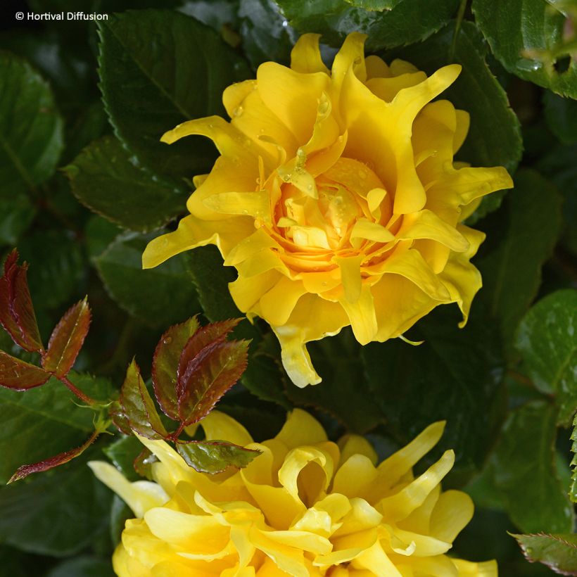 Rosa Golden Lady Ruffles (Fioritura)