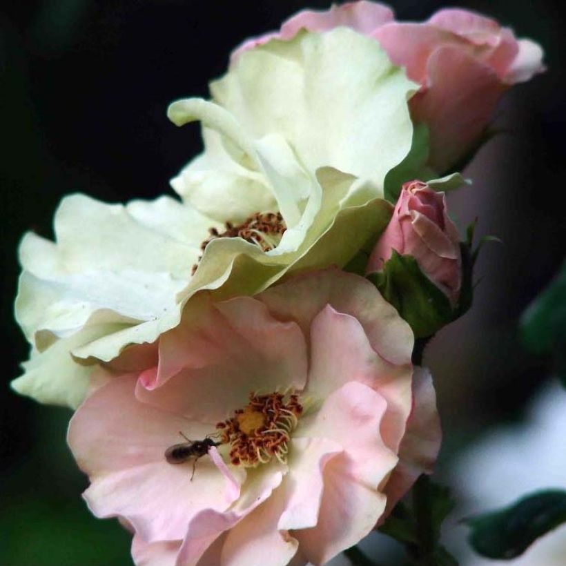 Rosa polyantha Greensleeves (Fioritura)