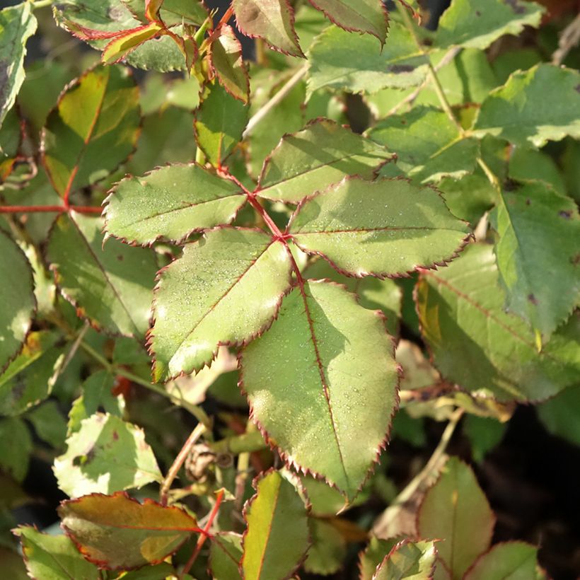 Rosa polyantha Hedge Charmers (Fogliame)