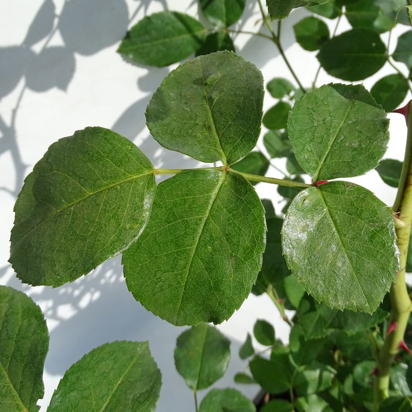 Rosa Floribunda La Sevillana Meigekanu (Fogliame)