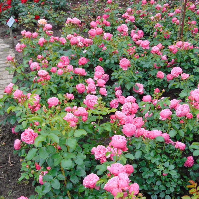 Rosa polyantha Leonardo Da Vinci (Porto)