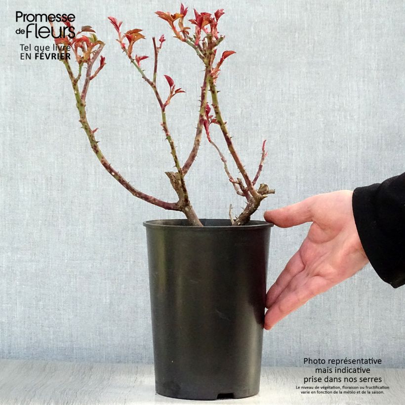 Rosier à fleurs groupées Orangerie en pot de 2L/3L esemplare consegnato in inverno