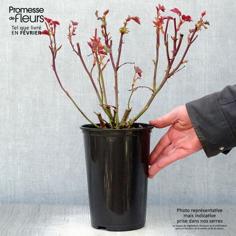 Rosier à fleurs groupées Pernille Poulsen en pot de 2L/3L esemplare consegnato in inverno