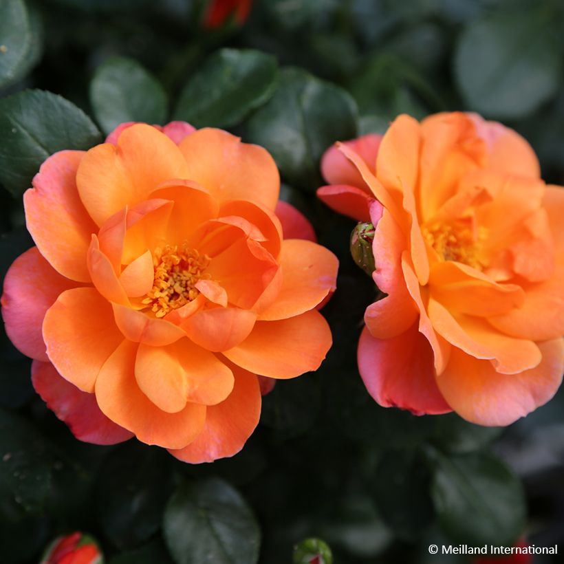 Rosa Sugar Candy Rose (Fioritura)