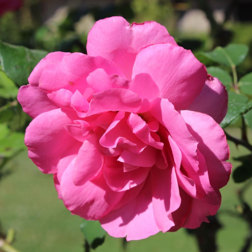 Rosa Floribunda Sylvie Vartan (Fioritura)