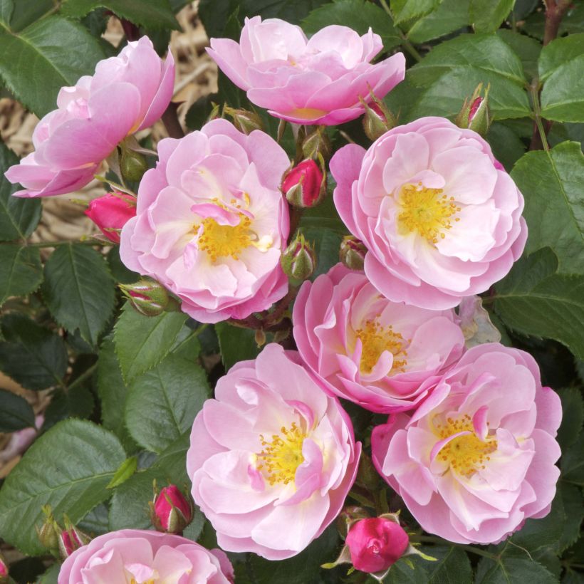 Rosa Floribunda Utopia (Fioritura)