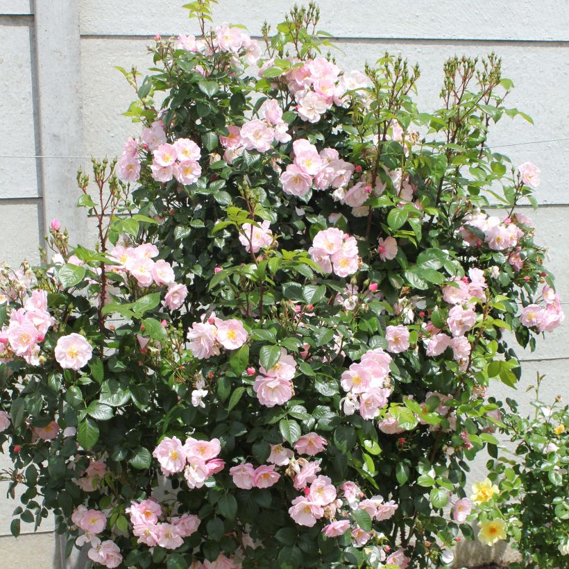 Rosa Floribunda Utopia (Porto)