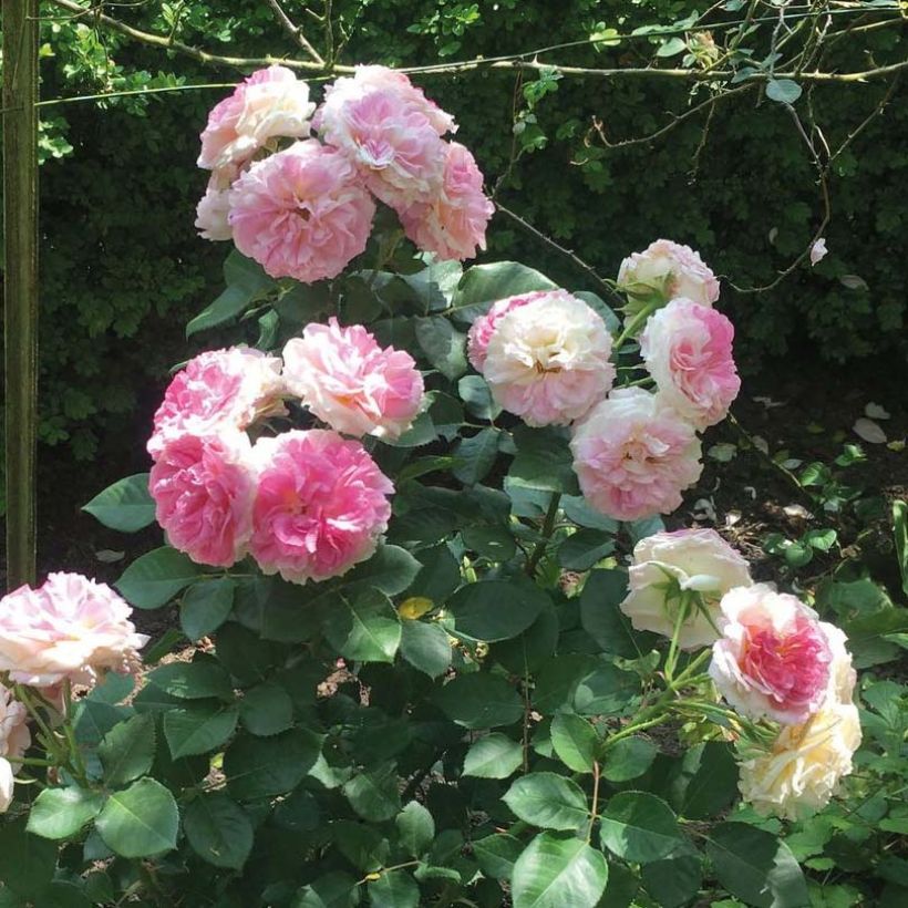 Rosa Agnès B (Fioritura)