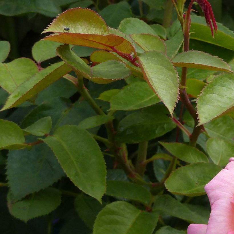 Rosa André Eve - Rose ibrida di tea (Fogliame)