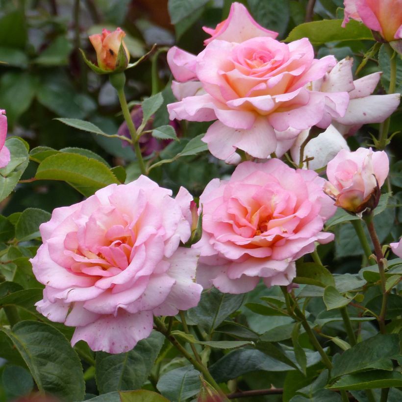 Rosa André Eve - Rose ibrida di tea (Fioritura)