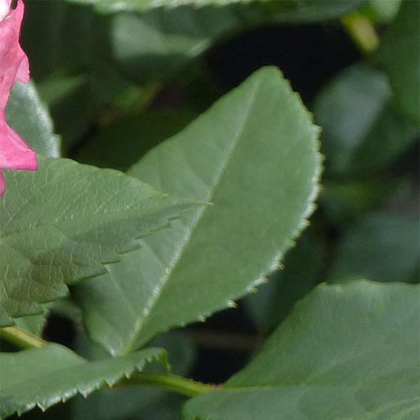 Rosa Augusta Luise - Rose ibrida di tea (Fogliame)