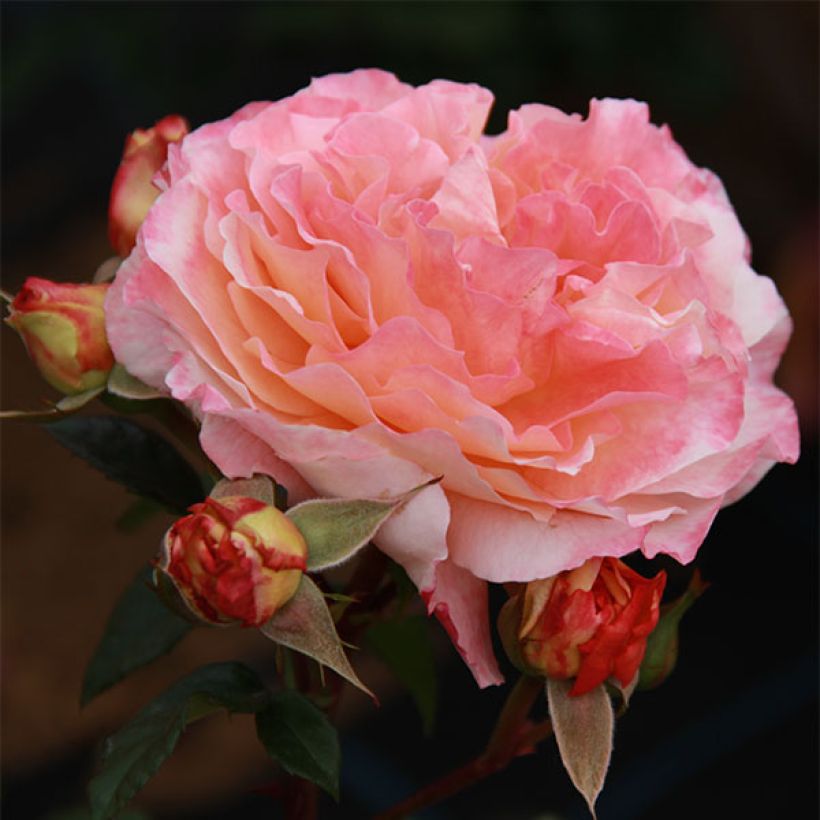 Rosa Augusta Luise - Rose ibrida di tea (Fioritura)