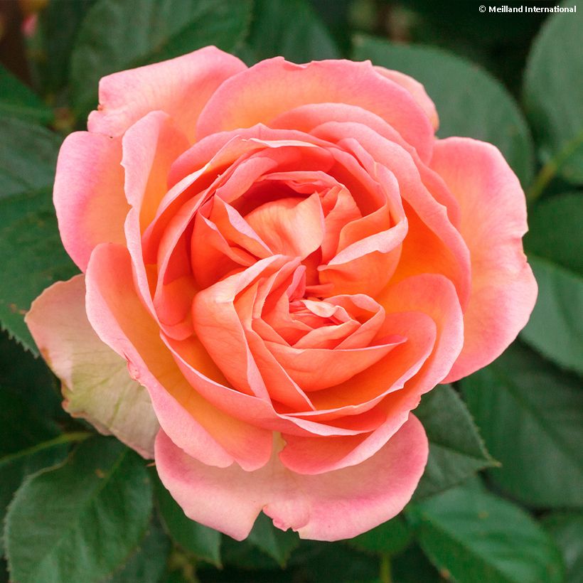 Rosa Auguste Escoffier - Rose ibrida di tea (Fioritura)