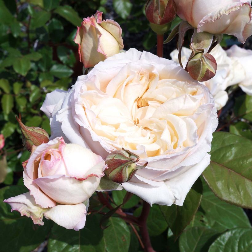 Rosa Baie des Anges (Fioritura)