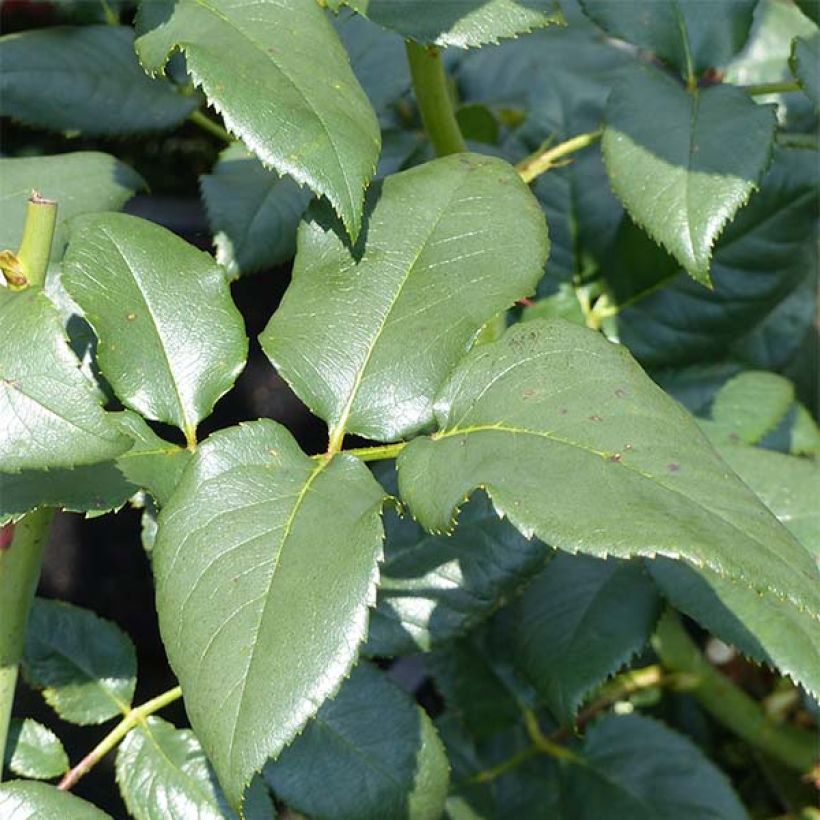 Rosa Black Baccara - Rose ibrida di tea (Fogliame)