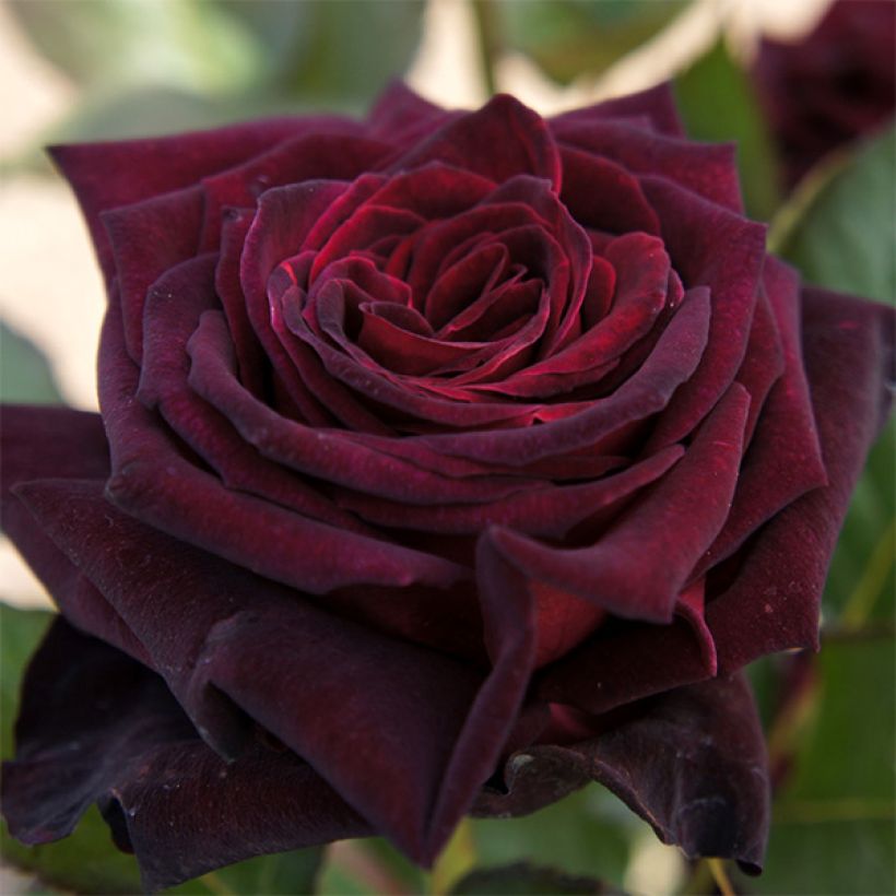 Rosa Black Baccara - Rose ibrida di tea (Fioritura)