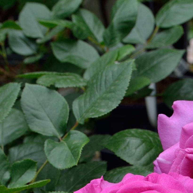 Rosa Chartreuse de Parme - Rose ibrida di tea (Fogliame)