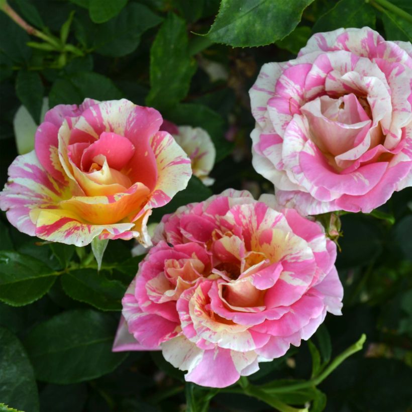 Rosa Claude Monet - Rose ibrida di tea (Fioritura)