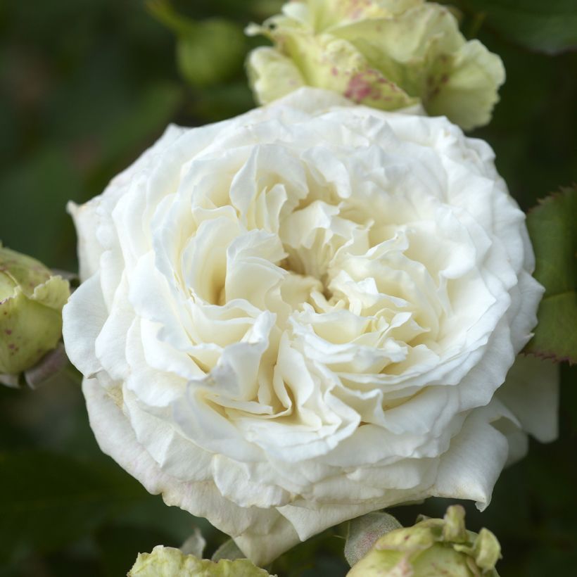 Rosa Crémet d'Anjou (Fioritura)