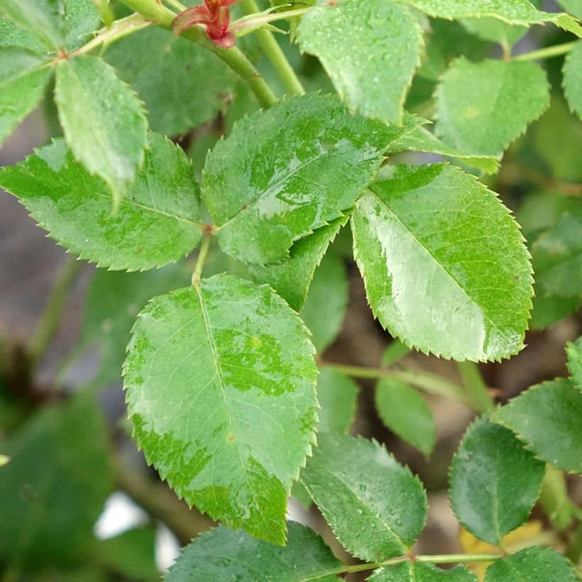 Rosa Espoir d'Anjou (Fogliame)