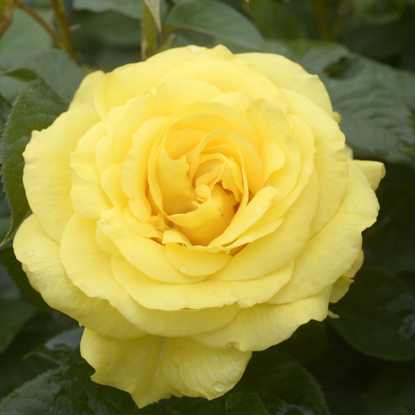 Rosa Goldfinger (Fioritura)