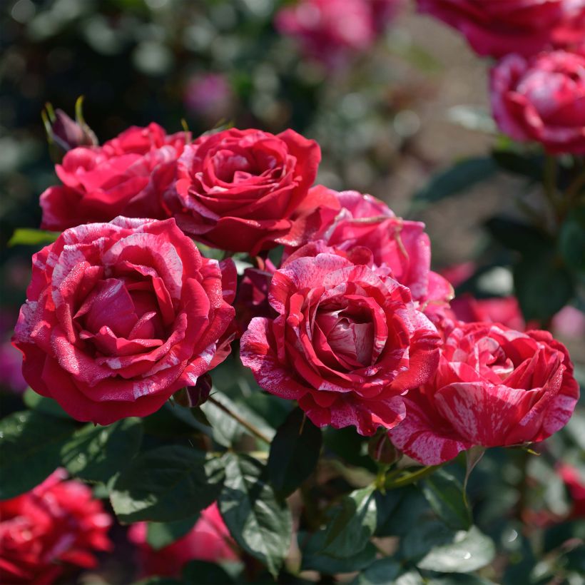 Rosa Henri Matisse - Rose ibrida di tea (Fioritura)