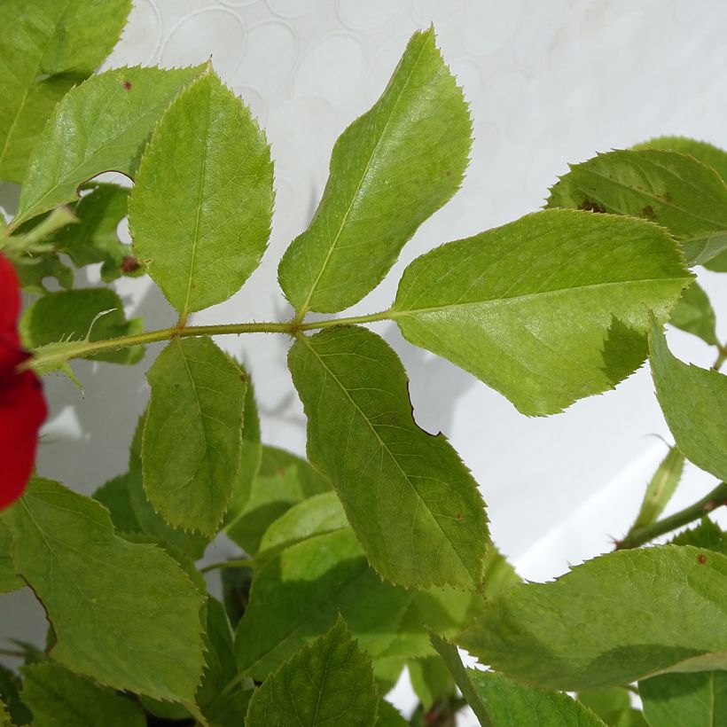 Rosa Impératrice Farah - Rose ibrida di tea (Fogliame)