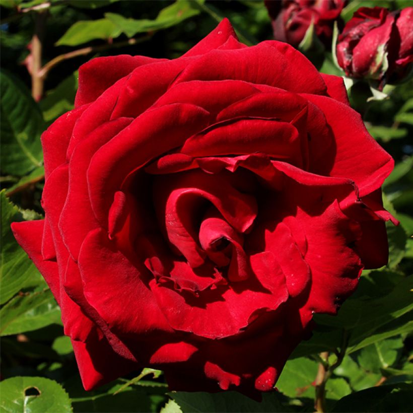 Rosa Ingrid Bergman (Fioritura)